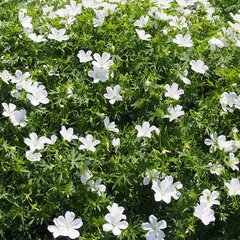 3254102_geranium_sanguineum_album_01