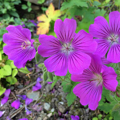 3252212_geranium_sirak_02