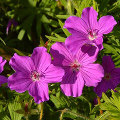 7244166_geranium_tiny_monster_03