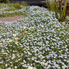 6253231_isotoma_fluviatilis_02