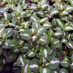 3222619_lamium_roseum_01