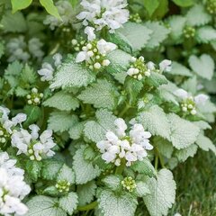 6252620_lamium_white_nancy_03