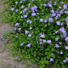 3253234_mazus_reptans_03