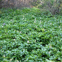 9210292_pachysandra_terminalis_01