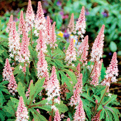6243067_tiarella_pink_skyrocket_01
