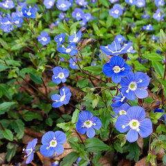 3254112_veronica_georgia_blue_02