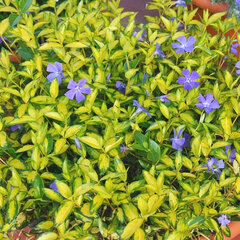 3251920_vinca_illumination_03