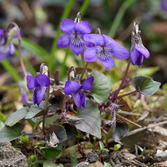 3251481_viola_labradorica_01