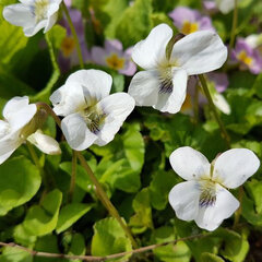 3223440_viola_schneekoniging_03