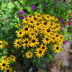 8241646_rudbeckia_city_garden_02