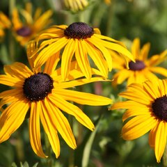 4240284_rudbeckia_deamii_01