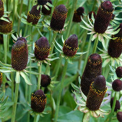 3250496_rudbeckia_green_wizard_01