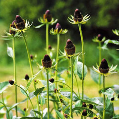 3250496_rudbeckia_green_wizard_03