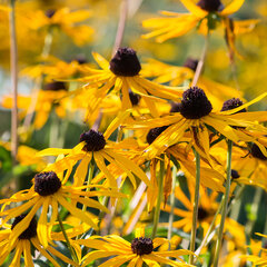 5241930_rudbeckia_little_goldstar_01