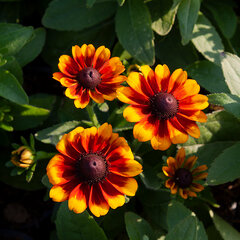 6223076_rudbeckia_littlebeckia_sunrise_01