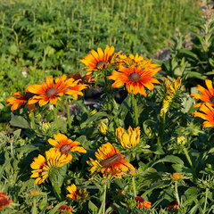 6210980_rudbeckia_summerina_biscuit_01