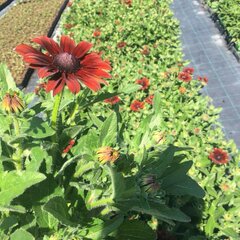 5220983_rudbeckia_summerina_pumpelnickel_01