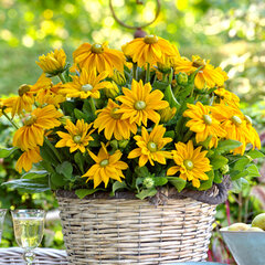 5240344_rudbeckia_sunbeckia_ophelia_1l_01