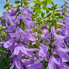 6244339_adenophora_gaudi_violet_01