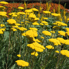 4250800_achillea_cloth_of_gold_01