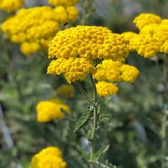 6244362_achillea_little_moonshine_01