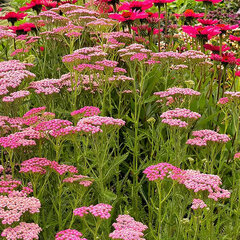4254613_achillea_milly_rock_rose_01