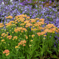 3252245_achillea_milly_rock_yellow_terracotta_01