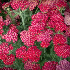 5252046_achillea_new_vintage_red_05