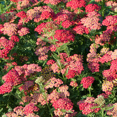 6231399_achillea_paprika_01