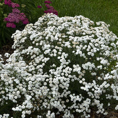 5253529_achillea_peter_cottontail_05