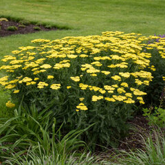 4254647_achillea_sassy_summer_lemon_01