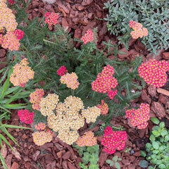 4254309_achillea_sassy_summer_taffy_01