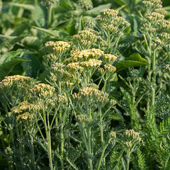 5232582_achillea_sunny_seduction_01