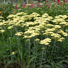 5232582_achillea_sunny_seduction_06