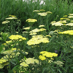 3241320_achillea_taygetea_01