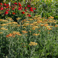 5220019_achillea_terracotta_06