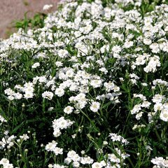 4251665_achillea_the_pearl_01