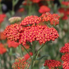 6251390_achillea_walther_funckle_02