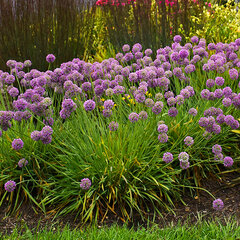 3242759_allium_medusas_hair_02