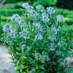 7250061_amsonia_blue_ice_04