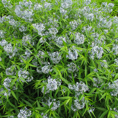 7232247_amsonia_tabernaemontana_04