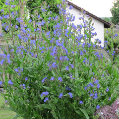2233718_anchusa_azurea_01