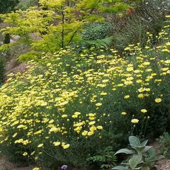 4250632_anthemis_e.c