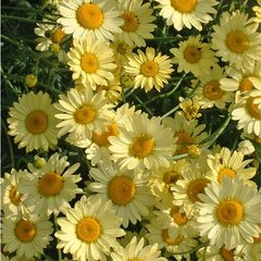 4250632_anthemis_e.c_3