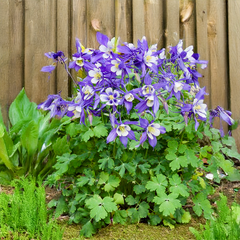 9254838_aquilegia_blue_and_white_01