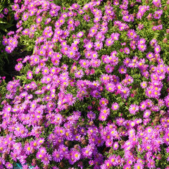 05200326_aster_alice_haslam_01