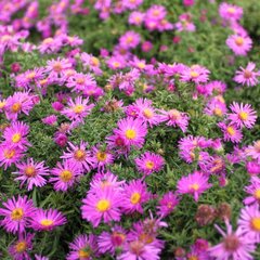 05200326_aster_alice_haslam_02