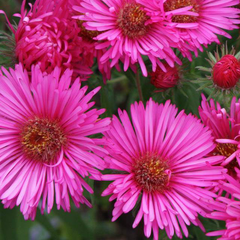 7254673_aster_alma_potschke_03