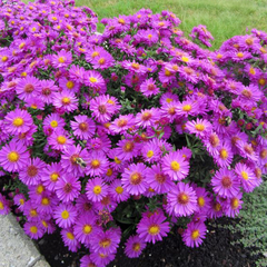 5253915_aster_anneke_02