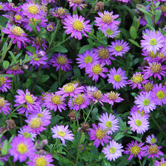 4639_aster_ezo_murazaki_01